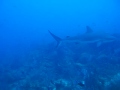 Swiming with the sharks