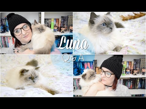 Meet My Cat - Luna Q&A - Adoption, Food, Toys? [CC] | The Book Life
