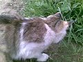 Cat Playing Mouse