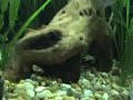 Aquarium 121206 Aquarium 121206