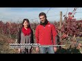 Vendimia 2010 en el viñedo de Peumo: Conversaciones sobre el Carmenere