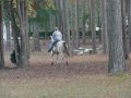 Butter - 5 year old AQHA buckskin