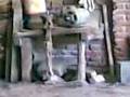 videos de Catta muni y poroto 