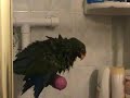 Sidney's first official bath!