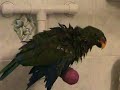 Sidney's first official bath!