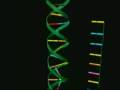 YouTube - Transcripcion ADN