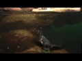Wired Science: How to Keep Captive Penguins