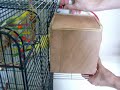 setting-up-a-lovebird-nest-box.html