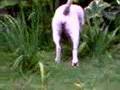 Dogo Argentino video