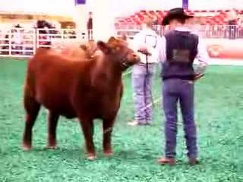 Houston Open Show