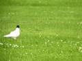 med gull walton park
