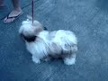 Dolly training ( Creative's Hot Summer Time)