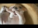 the cutest puppy ever