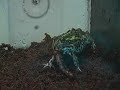Porkchop 2: The Worms Porkchop 2: The Worms