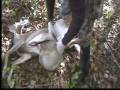 videos de field dressing big DOE deer