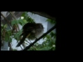 I'm naming this bird 