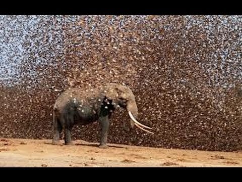 Swarm - As if we hadn't already seen enough Biblical events this year, a plague of over 30 million locusts swarmed over Egypt's cities and farms just three weeks bef...