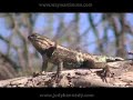 Desert Spiny Lizard (male) in the Wild
