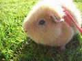 Guizmo cochon d\ Guizmo cochon d\