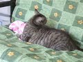 Mousseline sur le futon