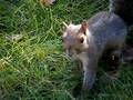 videos de Squirrell versus Jaffa Cake