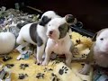 pups Fatboy pups Fatboy