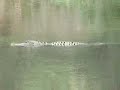 Large Mouth Alligator Large Mouth Alligator