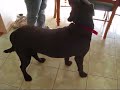 Brownie barks at everything. www.youtube.com Here's him again being deathly afraid of...a table. I was just playing around with this camera and decided to put this up on YouTube, not expecting this many views haha. And yes, I was watching 