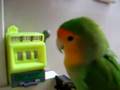 スロットガンガン回します！ｂｙ小桜インコのピーチ君（*^_^*）