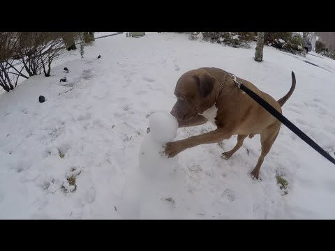CUTE DOG VS. SNOWMAN