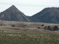Antelope running in Eastern Montana
