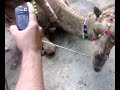 30,Camel,no
