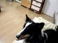 shetland sheepdog sheltie シェットランドシープドッグ(シェルティー)のハナが嫉妬しています。