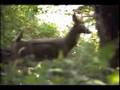 Blackfeather archery 3D shoot