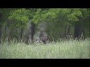 Treewalker-Logan\
