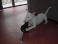 Bull terrier eska 2