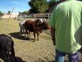 videos de Being a Bull