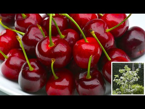 how to grow cherries