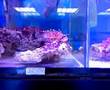 Lion Fish SP
