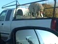 Crazy car surfing Dog with stupid kid commentary