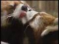 Qu� bonito es el amor!