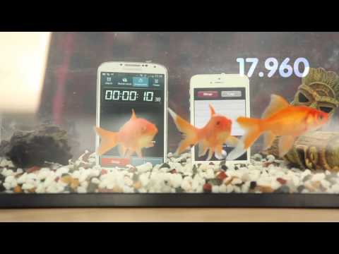 IP PROTECT - Protect your bubble dunk tested the Apple iPhone 5 & Samsung Galaxy S4 in a fish tank full of water but which survived for the longest?? No fish were harmed ...