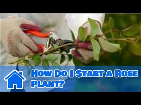 how to replant rose trees