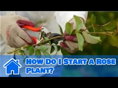 how to care rose plant in india