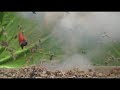 HDR-SR12 720p Standard Definition Test