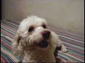 Buddy (Budi) - O c�o lambe-lambe.  The funny licking dog.