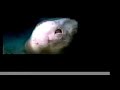 Belizean Great Barrier Reef, Starring King Stingray Belizean Great Barrier Reef, Starring King Stingray