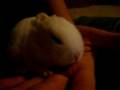 videos de Baby Bunny (Akasha's) 12 Days Old - November 16th, 2008