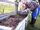 blueberries, planting and growing blueberries, planting and growing