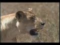 Buffalo VS Lions Hanjee